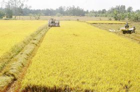 NAM BỘ: Sản lượng lúa hè thu ở Nam Bộ giảm 23.000 tấn
